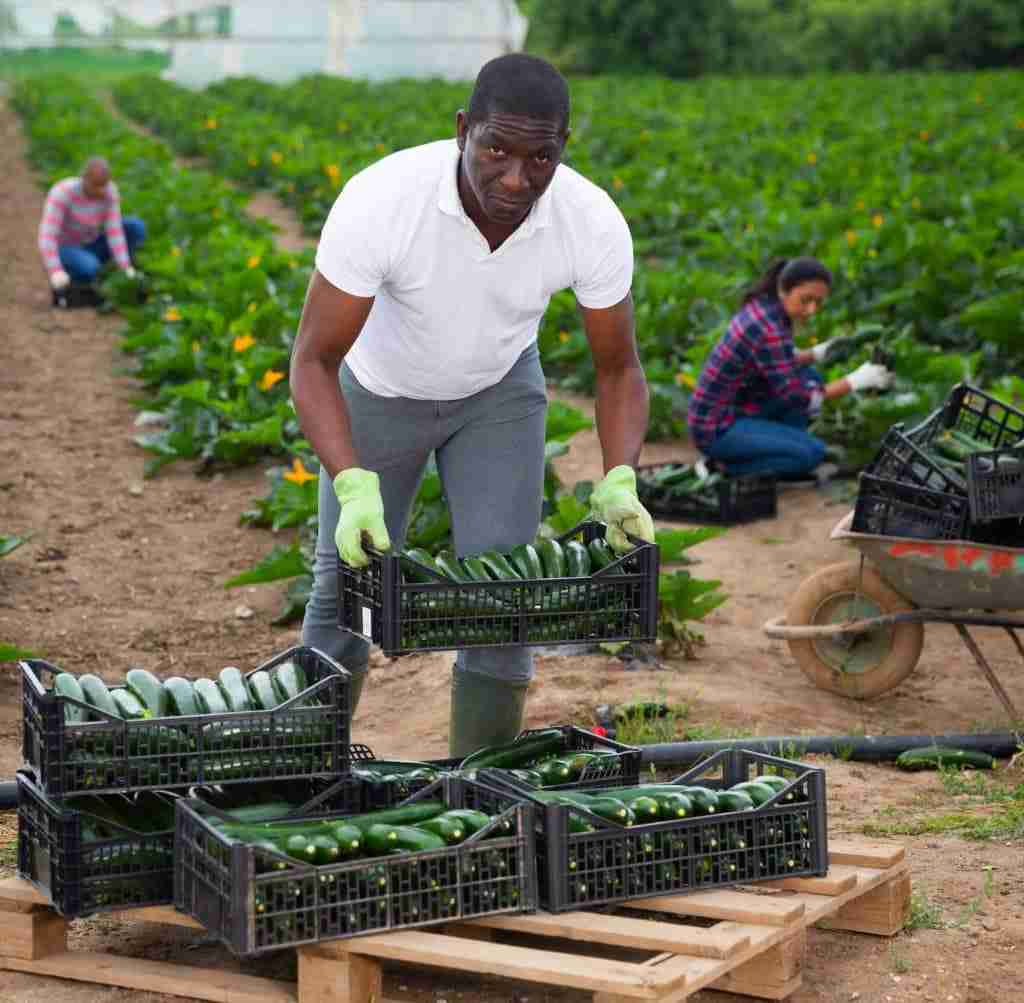 farmer sorting crops